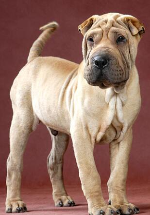 沙皮犬咬人吗mdash【宠物圈】 - 警犬训练器材厂家 _警犬训练用品_工作犬训练用品-南京开久警犬装备-警犬训练器材厂家 _警犬训练用品_工作犬训练用品-南京开久警犬装备