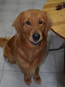 金毛犬吃什么好?补充这几点就够了-警犬训练器材厂家 _警犬训练用品_工作犬训练用品-南京开久警犬装备