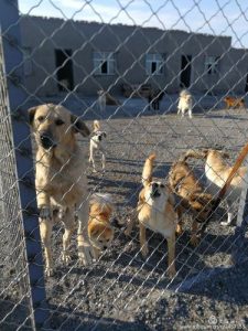 乌市阳光流浪狗救助站地址(乌鲁木齐阳光流浪狗救助站)-警犬训练器材厂家 _警犬训练用品_工作犬训练用品-南京开久警犬装备
