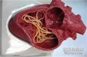 犬钩虫病(犬钩虫病 *** )-警犬训练器材厂家 _警犬训练用品_工作犬训练用品-南京开久警犬装备