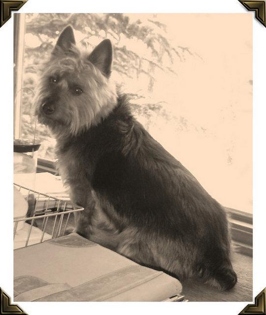 澳洲梗犬多少钱一只( *** 梗犬多少钱一只) - 警犬训练器材厂家 _警犬训练用品_工作犬训练用品-南京开久警犬装备-警犬训练器材厂家 _警犬训练用品_工作犬训练用品-南京开久警犬装备