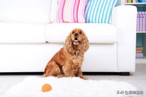 狗狗怎么训练大小便？一岁的狗狗怎么训练大小便-警犬训练器材厂家 _警犬训练用品_工作犬训练用品-南京开久警犬装备