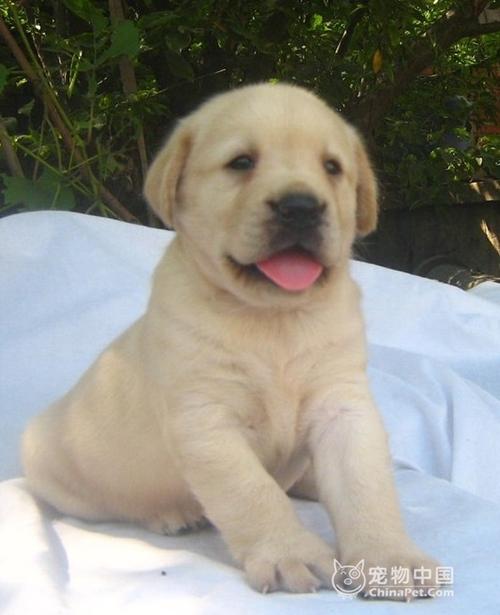 拉布拉多犬论坛(拉布拉多犬食量对照表) - 警犬训练器材厂家 _警犬训练用品_工作犬训练用品-南京开久警犬装备-警犬训练器材厂家 _警犬训练用品_工作犬训练用品-南京开久警犬装备