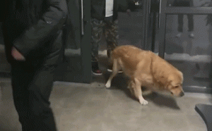 狗开口说人话事件(狗开口说人话事件 *** )-警犬训练器材厂家 _警犬训练用品_工作犬训练用品-南京开久警犬装备