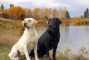拉布拉多犬打猎厉害吗(拉布拉多犬掉毛厉害怎么办)-警犬训练器材厂家 _警犬训练用品_工作犬训练用品-南京开久警犬装备