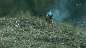 军犬 *** (军犬 *** )-警犬训练器材厂家 _警犬训练用品_工作犬训练用品-南京开久警犬装备