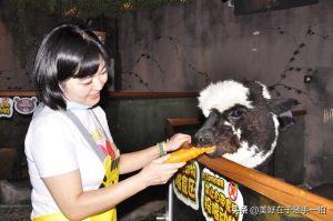 羊驼聪明还是狗聪明(兔子聪明还是狗聪明)-警犬训练器材厂家 _警犬训练用品_工作犬训练用品-南京开久警犬装备