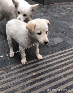 柴犬和比熊杂交(柴犬和比熊配出来什么样子的)-警犬训练器材厂家 _警犬训练用品_工作犬训练用品-南京开久警犬装备