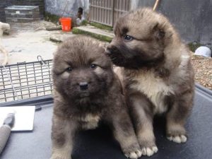 高加索犬幼犬如何分辨?高加索犬幼犬 ***-警犬训练器材厂家 _警犬训练用品_工作犬训练用品-南京开久警犬装备