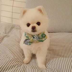 狗狗叫啥名字好听(好听的狗狗名字女)-警犬训练器材厂家 _警犬训练用品_工作犬训练用品-南京开久警犬装备