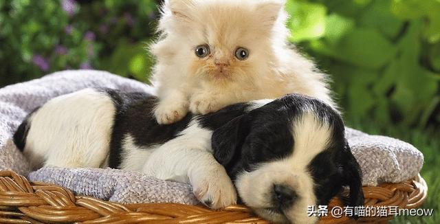 狗狗打喷嚏是怎么回事？狗狗打喷嚏是怎么回事儿? - 警犬训练器材厂家 _警犬训练用品_工作犬训练用品-南京开久警犬装备-警犬训练器材厂家 _警犬训练用品_工作犬训练用品-南京开久警犬装备