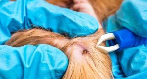 蜱虫一般在狗狗哪里出现(一般打狗狗哪里)-警犬训练器材厂家 _警犬训练用品_工作犬训练用品-南京开久警犬装备