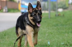 德国牧羊犬怎么看纯不纯(德国牧羊犬怎么看好不好)-警犬训练器材厂家 _警犬训练用品_工作犬训练用品-南京开久警犬装备