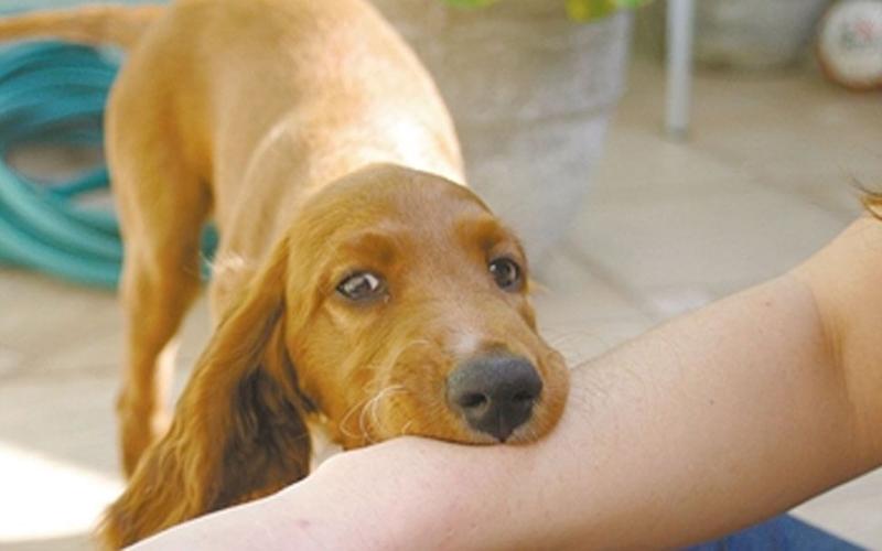 得狂犬病咬人吗(猫咬人会得狂犬病吗) - 警犬训练器材厂家 _警犬训练用品_工作犬训练用品-南京开久警犬装备-警犬训练器材厂家 _警犬训练用品_工作犬训练用品-南京开久警犬装备