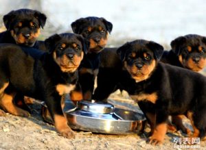 罗威纳犬幼犬(罗威纳犬幼犬 *** )-警犬训练器材厂家 _警犬训练用品_工作犬训练用品-南京开久警犬装备