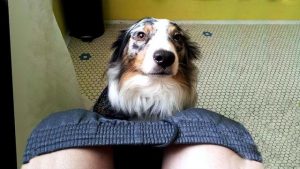 狗怎么爱趴在门口(狗为什么爱趴在门口)-警犬训练器材厂家 _警犬训练用品_工作犬训练用品-南京开久警犬装备