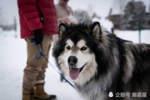 阿拉斯加雪橇犬吃什么？阿拉斯加雪橇犬吃什么狗粮好-警犬训练器材厂家 _警犬训练用品_工作犬训练用品-南京开久警犬装备