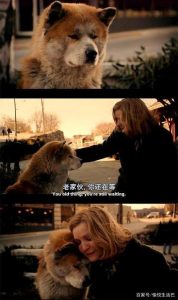 忠犬八公影评和感受(忠犬八公影评300字)-警犬训练器材厂家 _警犬训练用品_工作犬训练用品-南京开久警犬装备