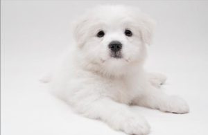 狗得了皮肤病怎么办(狗长皮肤病了怎么办)-警犬训练器材厂家 _警犬训练用品_工作犬训练用品-南京开久警犬装备