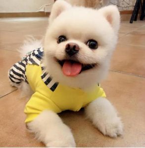 俊介是什么狗(俊介是什么狗多少钱一只)-警犬训练器材厂家 _警犬训练用品_工作犬训练用品-南京开久警犬装备