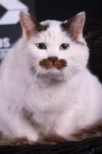 *** 黑狗白狗(两只黑狗能生出白狗吗)-警犬训练器材厂家 _警犬训练用品_工作犬训练用品-南京开久警犬装备