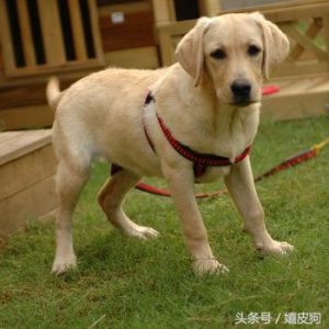 72种名犬(72种名犬价格表)-警犬训练器材厂家 _警犬训练用品_工作犬训练用品-南京开久警犬装备