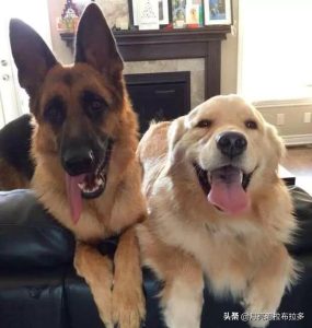 德国牧羊犬幼犬(德国牧羊犬多少钱一只纯种)-警犬训练器材厂家 _警犬训练用品_工作犬训练用品-南京开久警犬装备