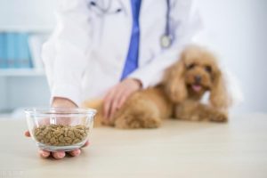 狗发烧了吃什么药(狗发烧了吃什么药知乎)-警犬训练器材厂家 _警犬训练用品_工作犬训练用品-南京开久警犬装备