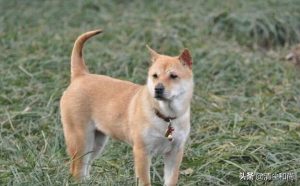 哈士奇不会狗叫(哈士奇狗叫 *** )-警犬训练器材厂家 _警犬训练用品_工作犬训练用品-南京开久警犬装备