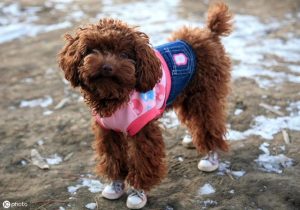 纯白小鹿犬(养小鹿犬的人都后悔了)-警犬训练器材厂家 _警犬训练用品_工作犬训练用品-南京开久警犬装备