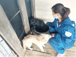 西安狗狗救助站 *** _上海狗狗救助站-警犬训练器材厂家 _警犬训练用品_工作犬训练用品-南京开久警犬装备