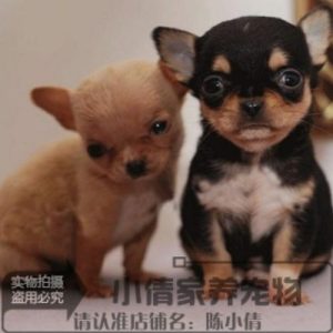 茶杯狗最便宜多少钱(茶杯犬最便宜多少块)-警犬训练器材厂家 _警犬训练用品_工作犬训练用品-南京开久警犬装备