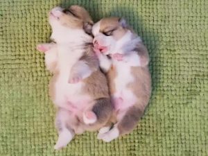 小狗吃多了撑了怎么办？小狗吃撑了拉肚子怎么办-警犬训练器材厂家 _警犬训练用品_工作犬训练用品-南京开久警犬装备