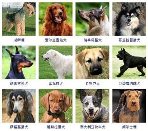 宠物狗的名字大全(宠物狗名字大全萌萌哒)-警犬训练器材厂家 _警犬训练用品_工作犬训练用品-南京开久警犬装备