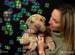 沙皮狗 *** :一组怪摸样的沙皮狗 *** 欣赏-警犬训练器材厂家 _警犬训练用品_工作犬训练用品-南京开久警犬装备