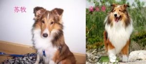 苏格兰牧羊犬的优缺点(苏格兰牧羊犬为什么养的人少)-警犬训练器材厂家 _警犬训练用品_工作犬训练用品-南京开久警犬装备