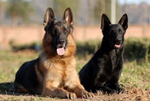 东德牧羊犬知名种公(东德牧羊犬瑞奥种公)-警犬训练器材厂家 _警犬训练用品_工作犬训练用品-南京开久警犬装备