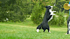 牧羊犬介绍  边境牧羊犬介绍-警犬训练器材厂家 _警犬训练用品_工作犬训练用品-南京开久警犬装备