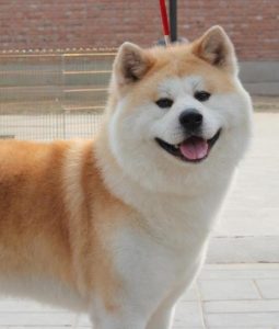 秋田犬好养吗？ *** 秋田犬价格多少钱一只-警犬训练器材厂家 _警犬训练用品_工作犬训练用品-南京开久警犬装备