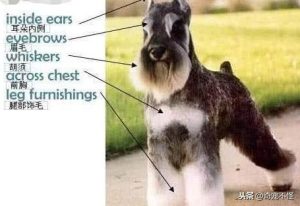 雪纳瑞犬颜色分类(雪纳瑞犬颜色有几种)-警犬训练器材厂家 _警犬训练用品_工作犬训练用品-南京开久警犬装备