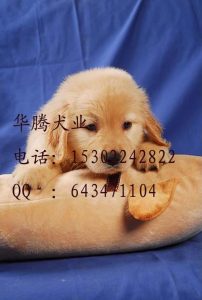 寻回犬价格(弗莱特寻回犬价格)-警犬训练器材厂家 _警犬训练用品_工作犬训练用品-南京开久警犬装备