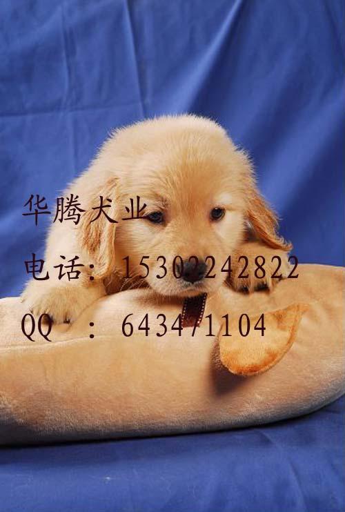 寻回犬价格(弗莱特寻回犬价格) - 警犬训练器材厂家 _警犬训练用品_工作犬训练用品-南京开久警犬装备-警犬训练器材厂家 _警犬训练用品_工作犬训练用品-南京开久警犬装备