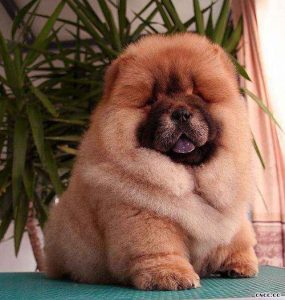 松狮犬幼犬(松狮犬幼犬)-警犬训练器材厂家 _警犬训练用品_工作犬训练用品-南京开久警犬装备