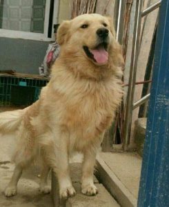 临沂宠物狗(临沂宠物狗百姓网)-警犬训练器材厂家 _警犬训练用品_工作犬训练用品-南京开久警犬装备