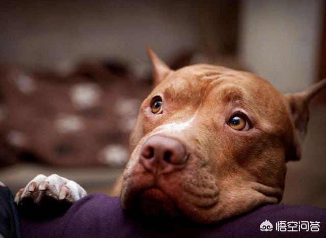 十大可爱狗狗，狗狗十大禁忌食物 - 警犬训练器材厂家 _警犬训练用品_工作犬训练用品-南京开久警犬装备-警犬训练器材厂家 _警犬训练用品_工作犬训练用品-南京开久警犬装备
