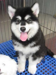 阿拉斯加犬价格表(阿拉斯加犬的优缺点)-警犬训练器材厂家 _警犬训练用品_工作犬训练用品-南京开久警犬装备