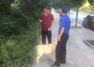 西高地梗犬咬人吗(苏格兰西高地白梗犬)-警犬训练器材厂家 _警犬训练用品_工作犬训练用品-南京开久警犬装备
