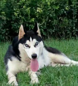 鞍山赶集网宠物狗买卖:(承德赶集网宠物狗)-警犬训练器材厂家 _警犬训练用品_工作犬训练用品-南京开久警犬装备