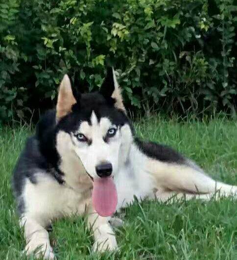 鞍山赶集网宠物狗买卖:(承德赶集网宠物狗) - 警犬训练器材厂家 _警犬训练用品_工作犬训练用品-南京开久警犬装备-警犬训练器材厂家 _警犬训练用品_工作犬训练用品-南京开久警犬装备