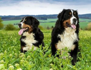 伯恩山犬患上皮肤病应如何治疗-警犬训练器材厂家 _警犬训练用品_工作犬训练用品-南京开久警犬装备